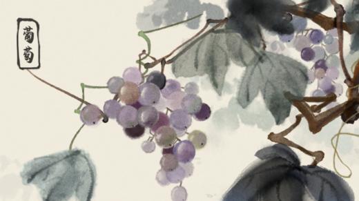 葡萄成熟 商品图0