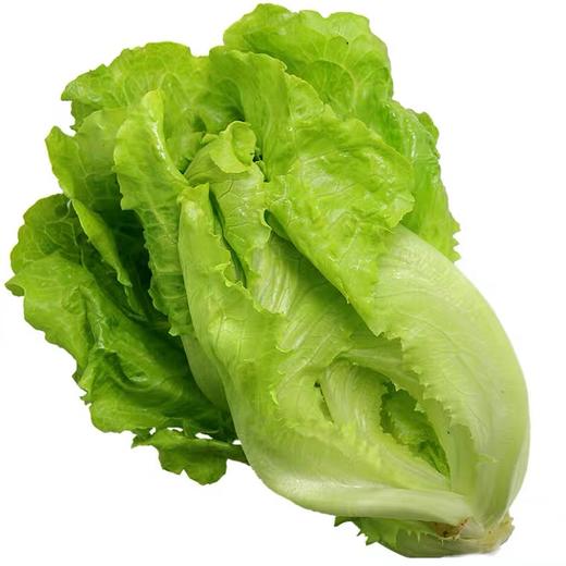 生菜 500g （蔬菜） 商品图2