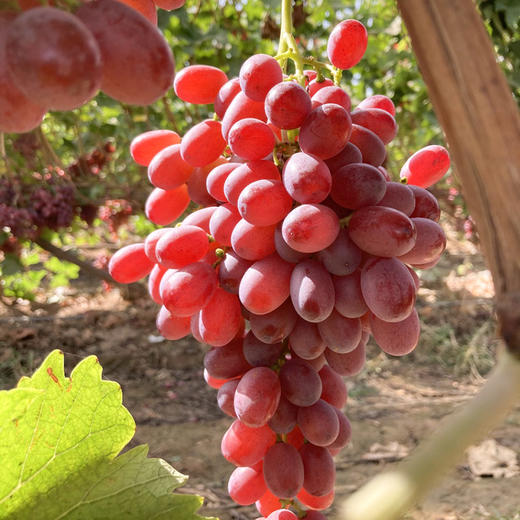 【绯红诱人】新疆科瑞森葡萄 无核红提 顺丰冷链运输 脆爽甘甜 新鲜当季 恋爱味道的葡萄 商品图5