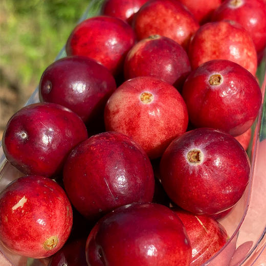 佳木斯有机蔓越莓鲜果 | 蔓越莓鲜果因其很强的抗氧化性,所以非常耐