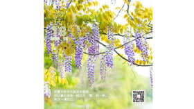 【花丘•心语】