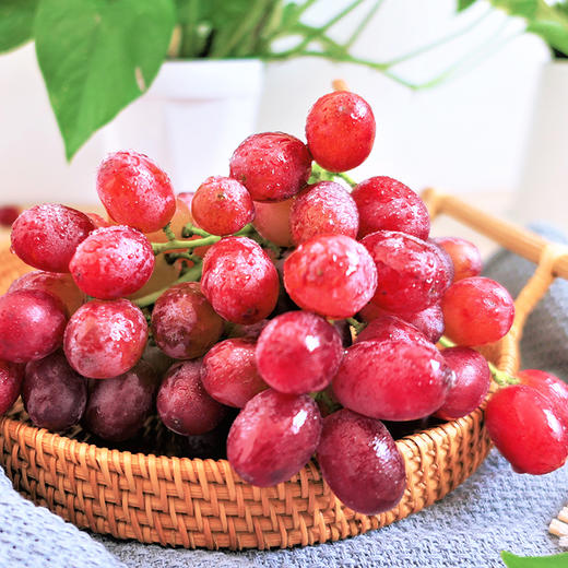 【绯红诱人】新疆科瑞森葡萄 无核红提 顺丰冷链运输 脆爽甘甜 新鲜当季 恋爱味道的葡萄 商品图2