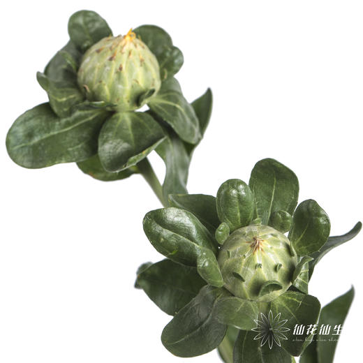 配花 | 橙菠萝 商品图3