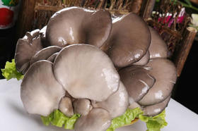 平菇 500g（蔬菜）