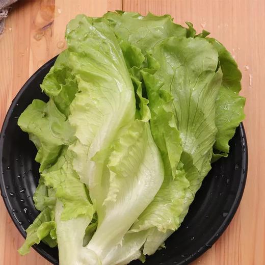 生菜 500g （蔬菜） 商品图6