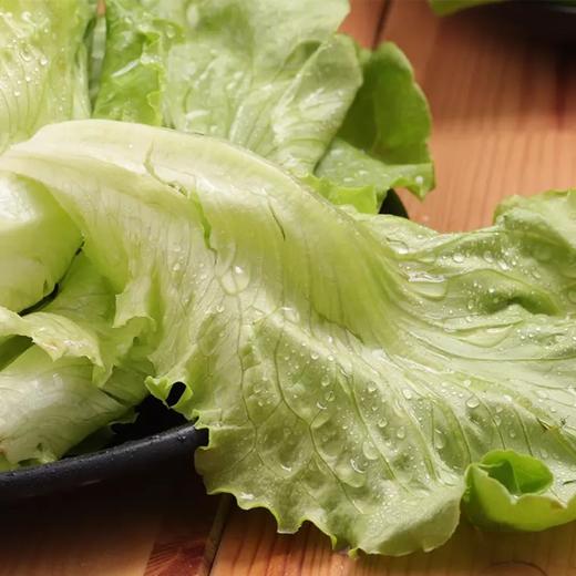 生菜 500g （蔬菜） 商品图5