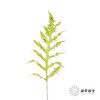 叶材 | 凤尾蕨 商品缩略图7