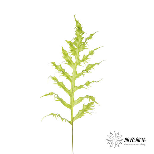 叶材 | 凤尾蕨 商品图7