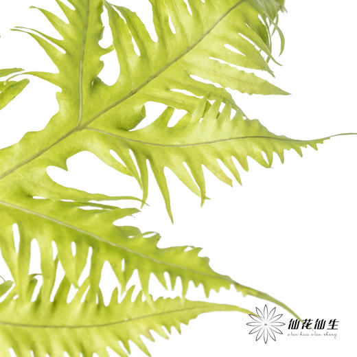 叶材 | 凤尾蕨 商品图5