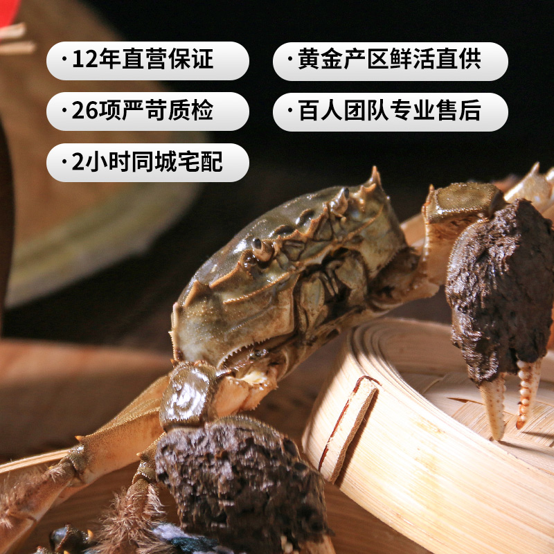 【活蟹 】金世尊3988型大闸蟹现货 雄6.0两 雌4.0两 四对装 饱满上市