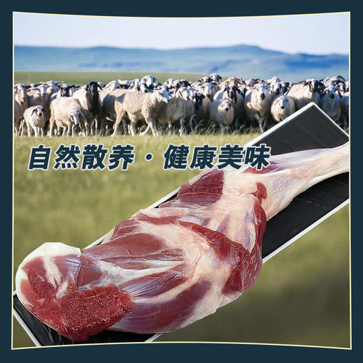 锡盟羔羊肉【羔羊前腿 】  1100g装 商品图3