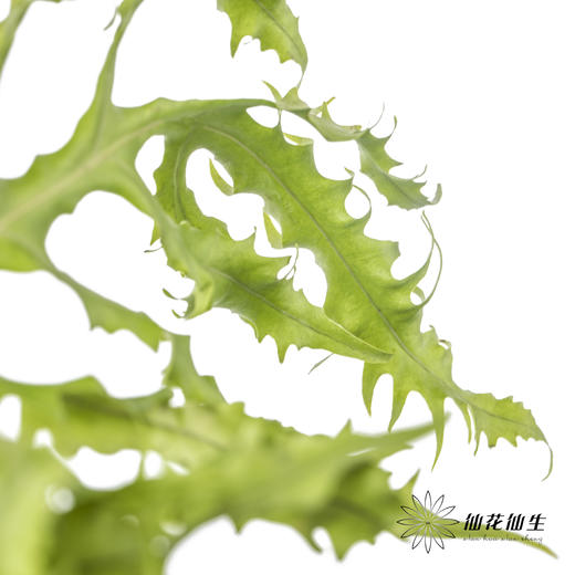 叶材 | 凤尾蕨 商品图3