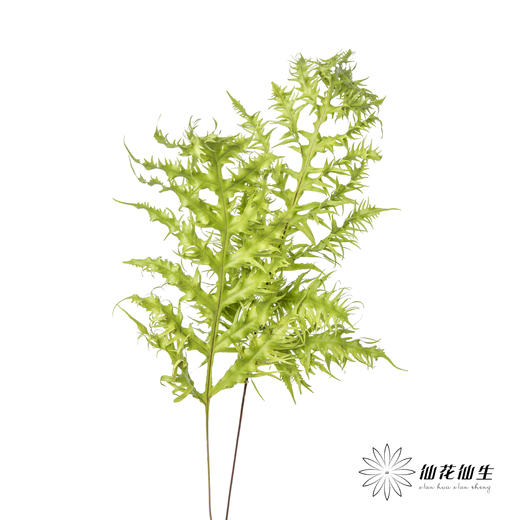 叶材 | 凤尾蕨 商品图6