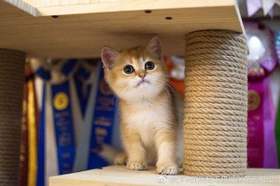 爱逛测试商品-砍价商品-可直接购买（勿改）