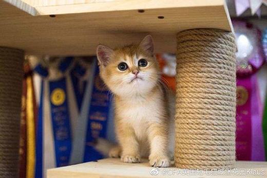 爱逛测试商品-砍价商品-可直接购买（勿改） 商品图0