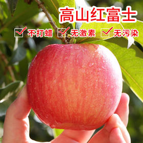 灵宝高山红富士 口碑沉淀 再次回归