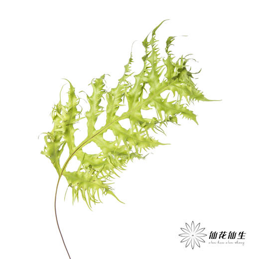 叶材 | 凤尾蕨 商品图2