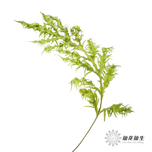 叶材 | 凤尾蕨 商品图8