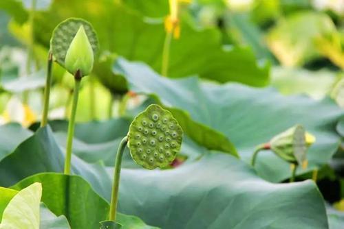 药食同源小知识——莲子、莲心、莲藕、莲叶知多少 商品图0