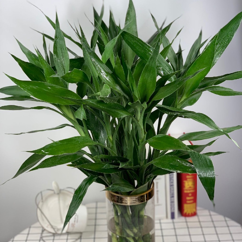 富贵竹20支50支100支冷链包邮