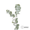 叶材 | 尤加利银水滴 商品缩略图2