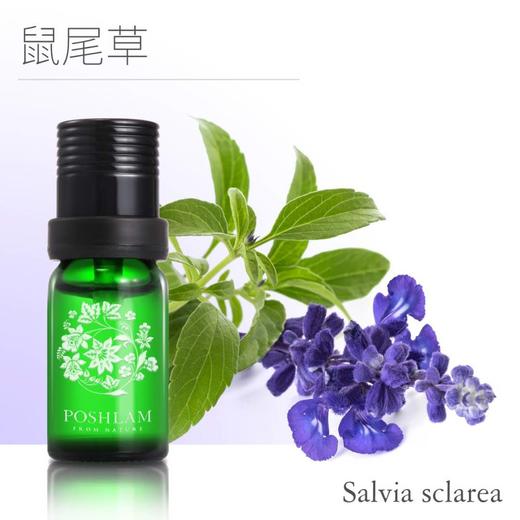 1F宝琪兰快乐鼠尾草 商品图0