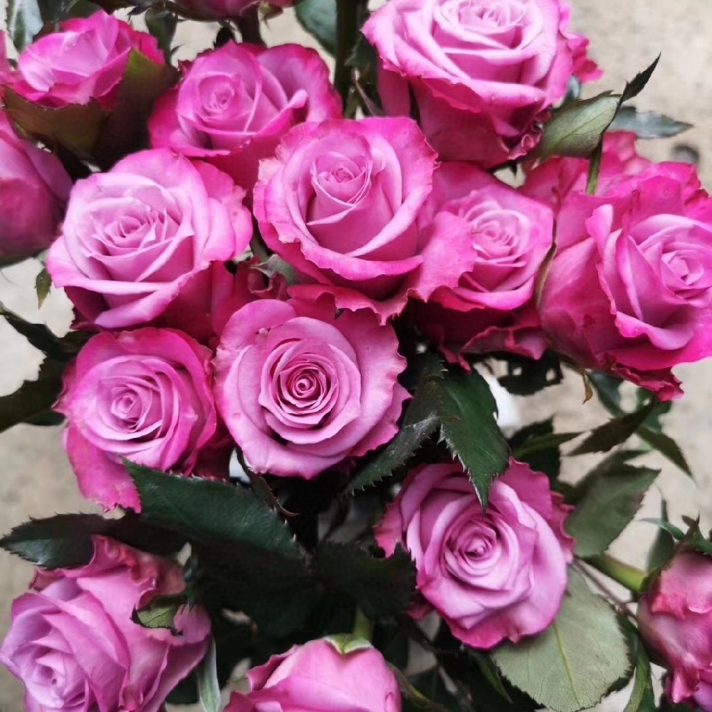 嫣然玫瑰,一扎18-20支,包邮 - 拉芙鲜花