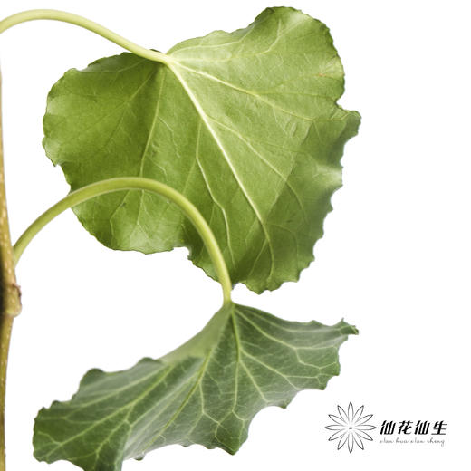 叶材 | 常春藤 商品图1