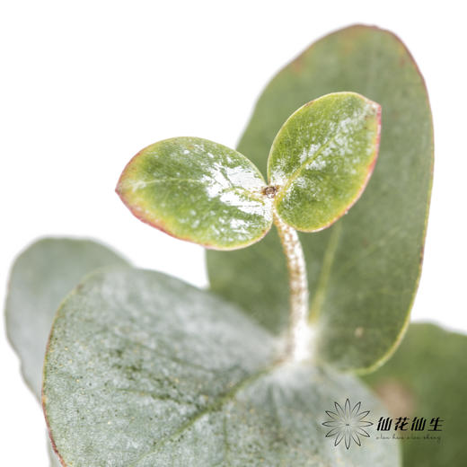 叶材 | 尤加利银水滴 商品图1