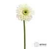 非洲菊 | 爱尔兰 商品缩略图3