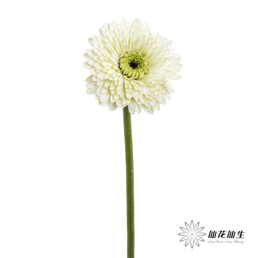 非洲菊 | 爱尔兰 商品图3