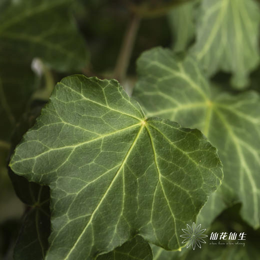 叶材 | 常春藤 商品图4