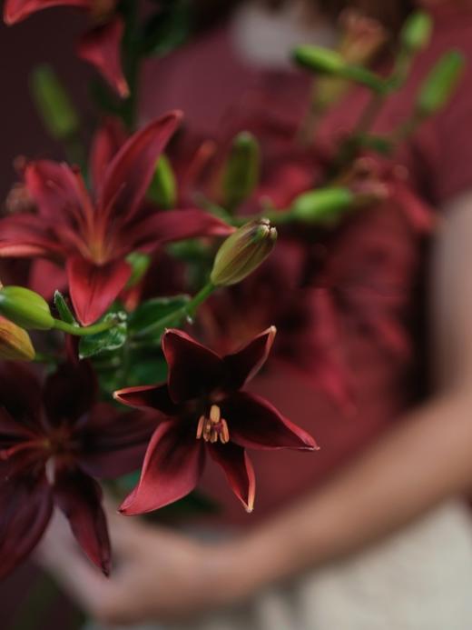 【周四秒杀】黑石百合5支59.8元 商品图2