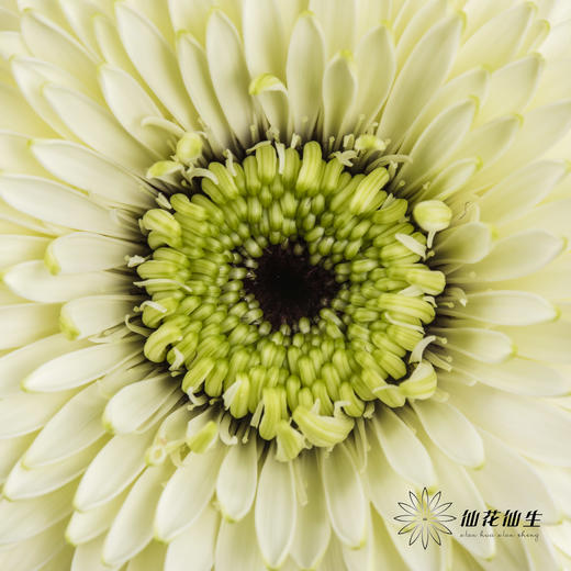 非洲菊 | 爱尔兰 商品图2