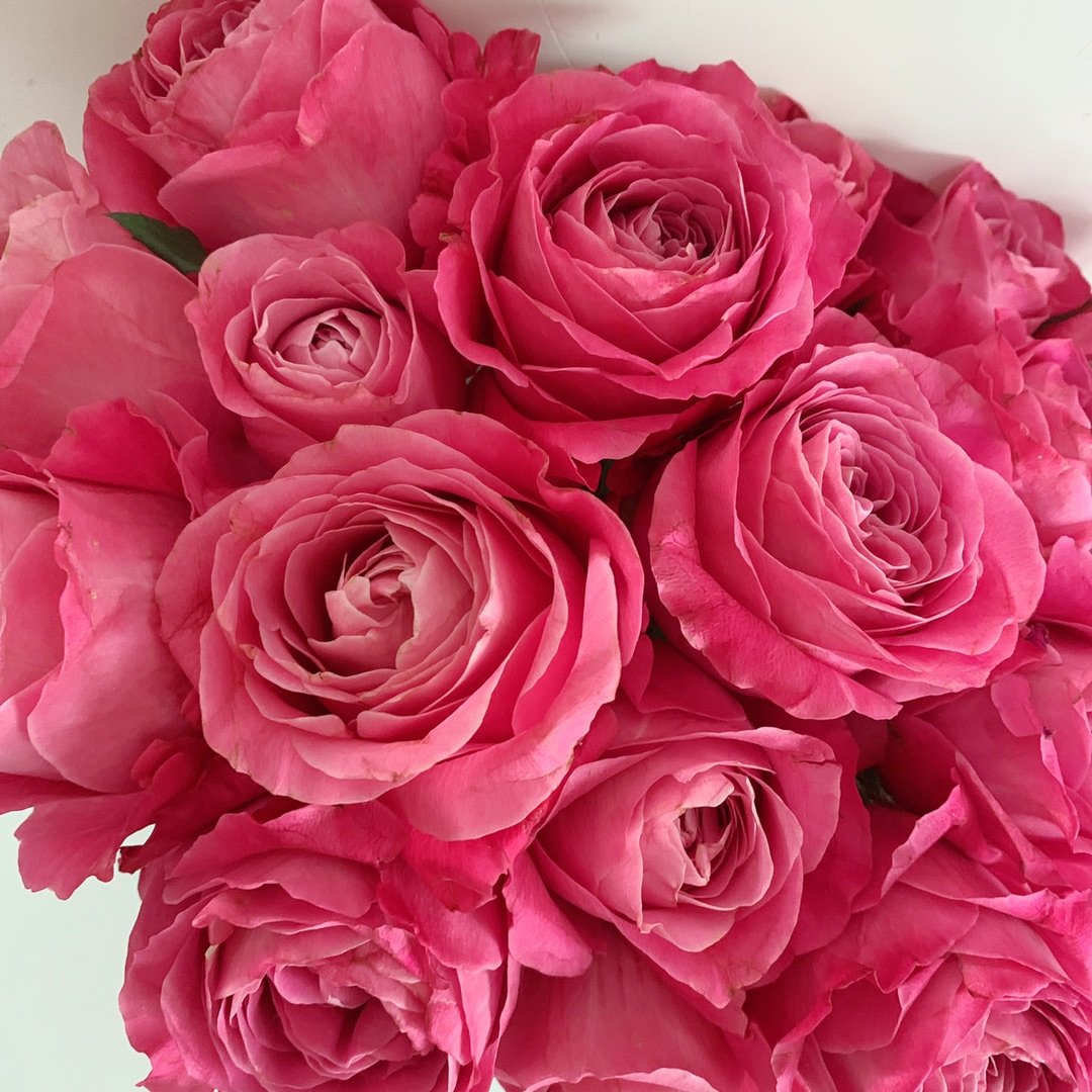 长相思玫瑰20支大花苞品质玫瑰包邮