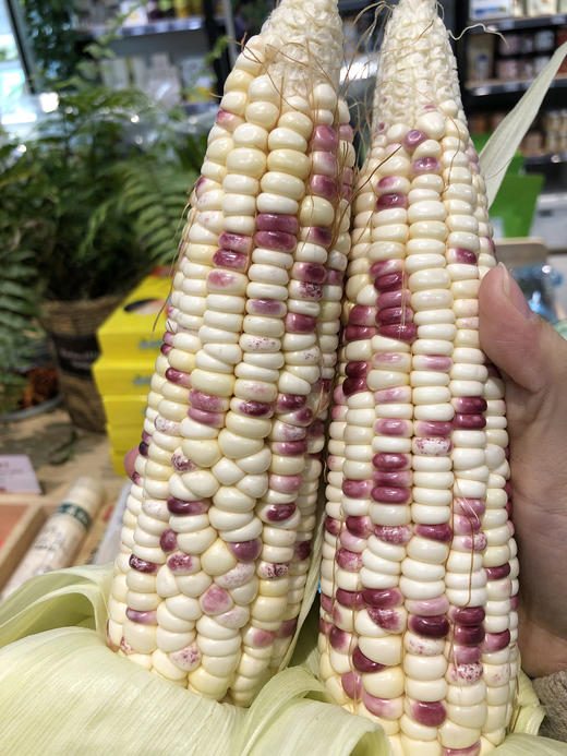 有机花糯玉米 商品图1