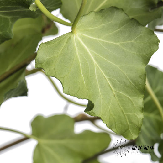 叶材 | 常春藤 商品图3