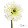非洲菊 | 爱尔兰 商品缩略图1