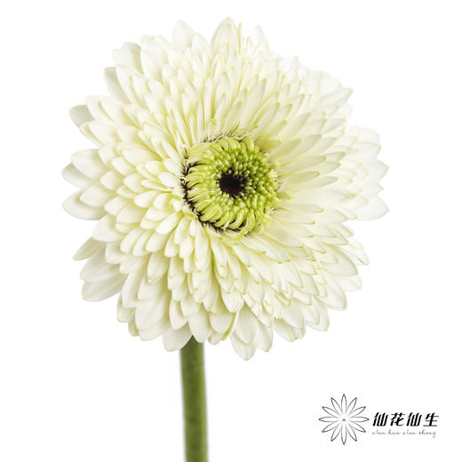 非洲菊 | 爱尔兰 商品图1