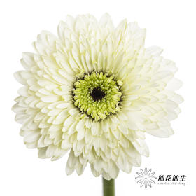 非洲菊 | 爱尔兰