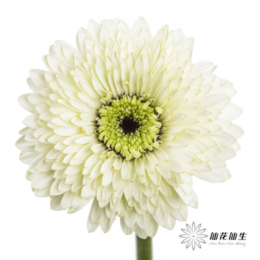 非洲菊 | 爱尔兰 商品图0