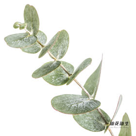 叶材 | 尤加利银水滴