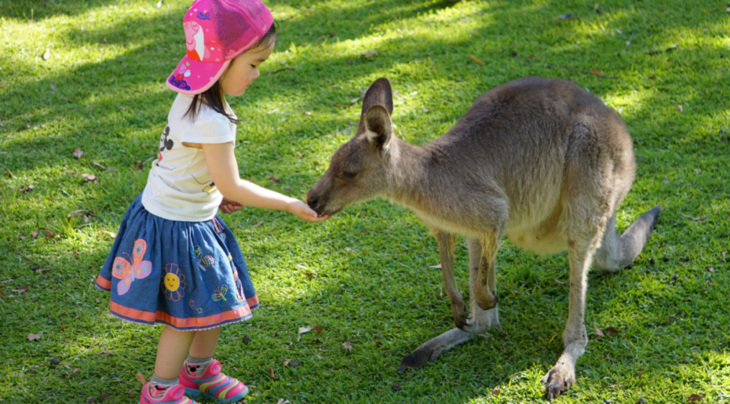 【空幼大四班10.24】七彩澳游~喂袋鼠,骑马,与动物们亲密接触,体验趣