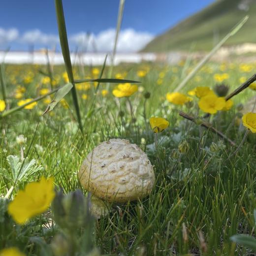 高山野生石渠干白菌 250g 商品图4