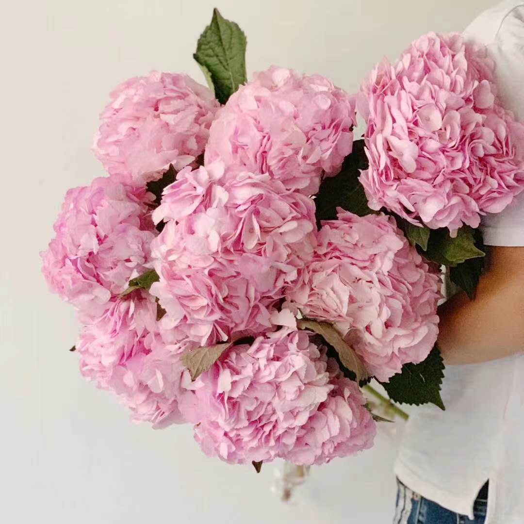 3月28日粉色绣球（B农场）