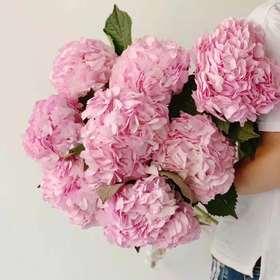 4月4日粉色绣球（B农场）