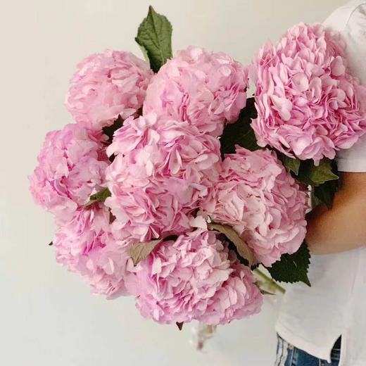 4月4日粉色绣球（B农场） 商品图0