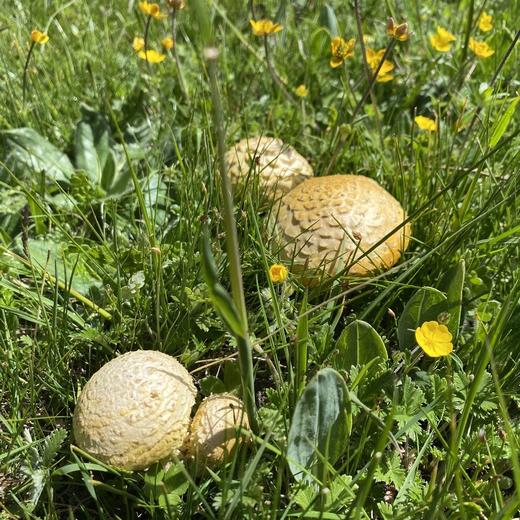 高山野生石渠干白菌 250g 商品图5