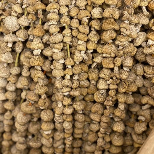 高山野生石渠干白菌 250g 商品图8