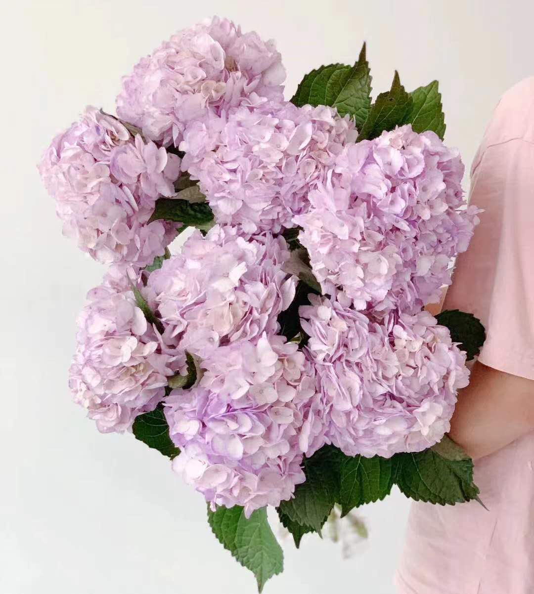 3月21日浅紫色绣球（B农场）